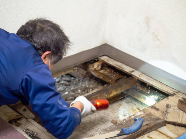 Best Certified Mold Removal  in Sheboygan Falls, WI