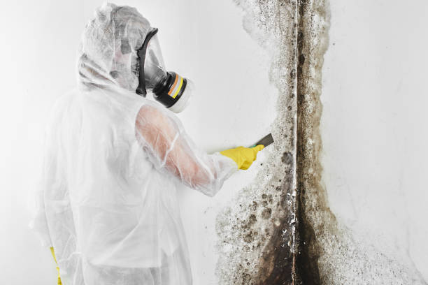 Best Toxic Mold Removal  in Sheboygan Falls, WI