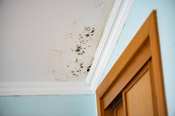 Best Crawl Space Mold Removal  in Sheboygan Falls, WI