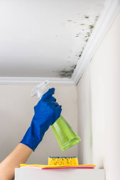 Mold Testing and Removal in Sheboygan Falls, WI